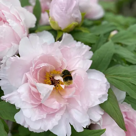 Apartament Schubert Gmunden